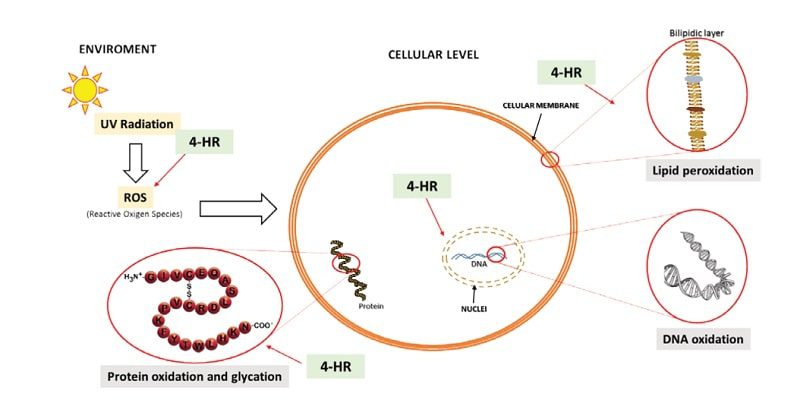 4HR chống oxy hóa gốc tự do, chống lão hóa