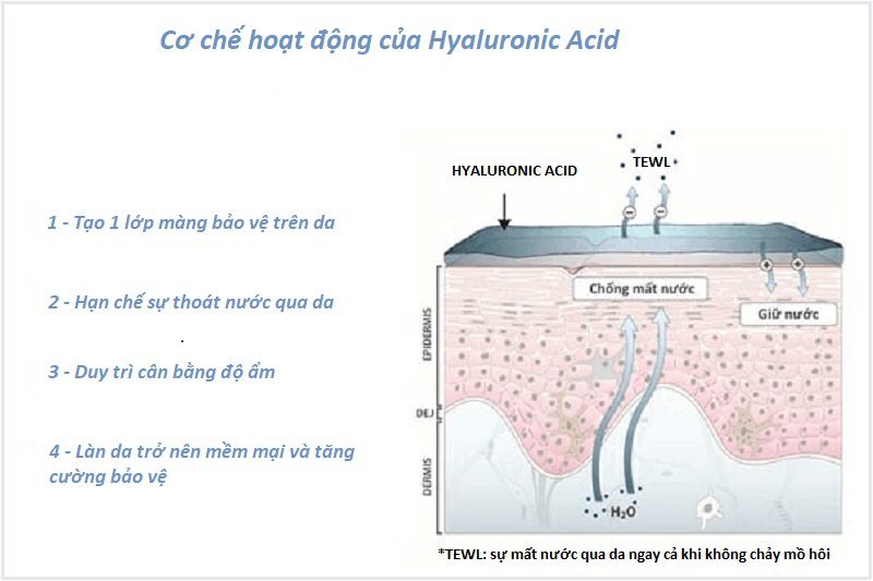 tác dụng của Hyaluronic acid trên da