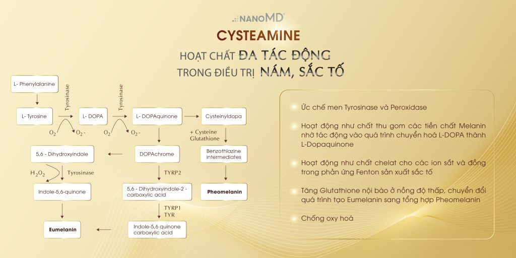 cơ chế cysteamine điều trị nám cơ chế cysteamine điều trị nám