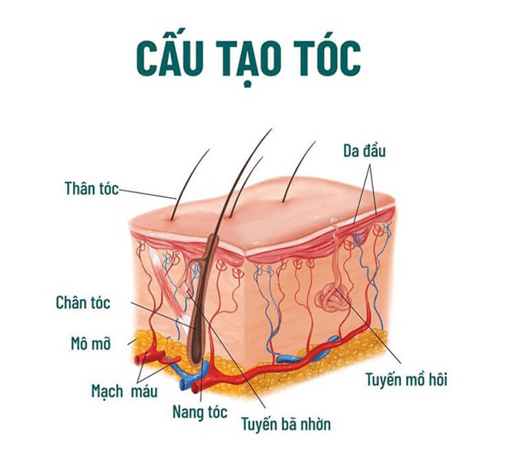 Cấy tóc là gì? Phân biệt cấy tóc sinh học và cấy tóc tự thân